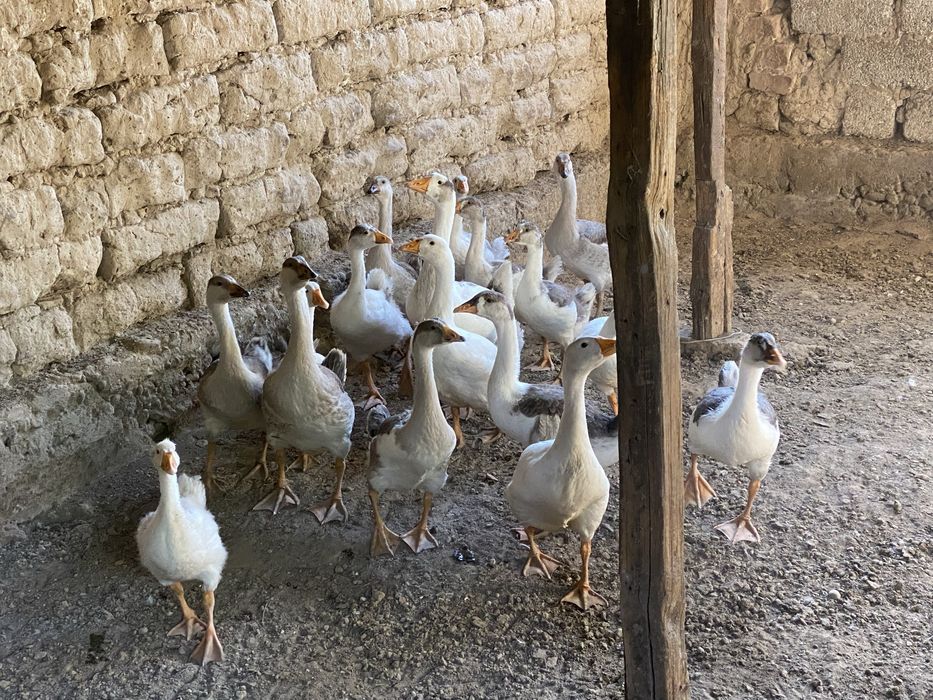 G’ozlar sotiladi