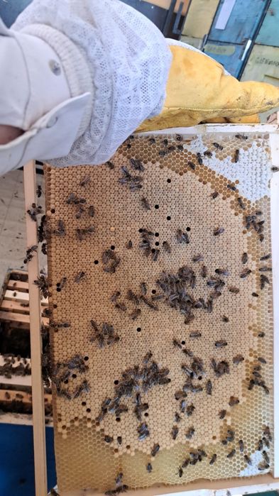 Vând familii de albine