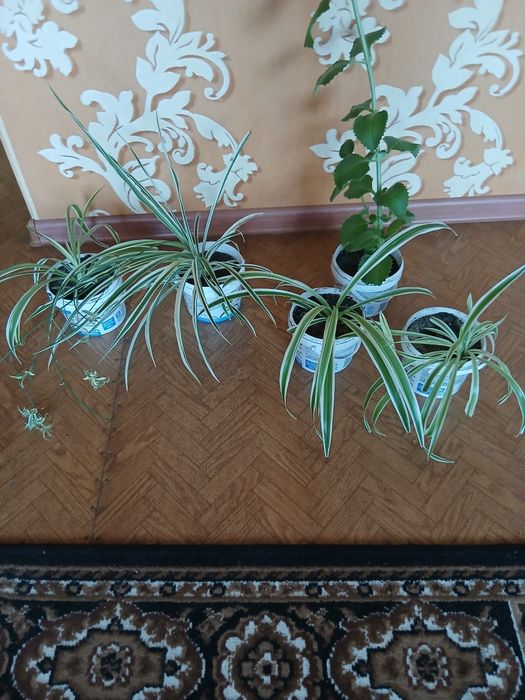 Комнатные цветы разные