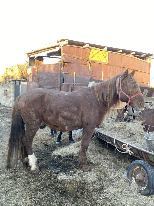 Продаётся племенной жеребец-производитель высокого класса