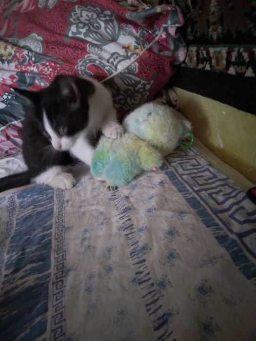 Котёнок в добрые руки.
