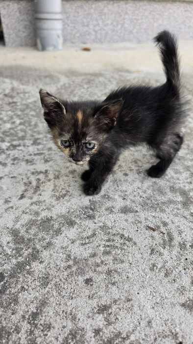 Donez pui pisica, pisicute calico