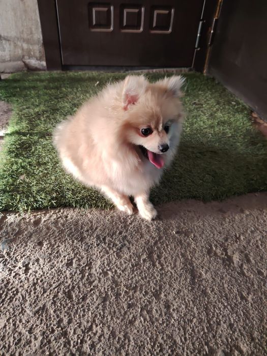 Шпиц померанский