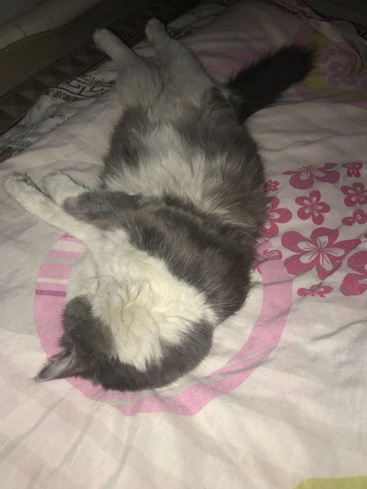 Skotch strayt 2 yosh ikqat toza foldga qoshilgan srochna sotiladi 500