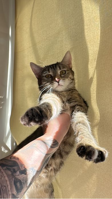 Кошка бесплатно