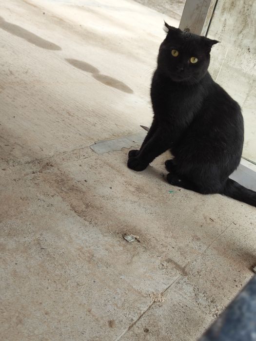 Без платно Отдам даром кот 1 год