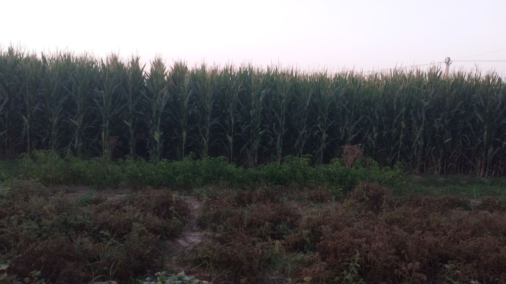 Уй сотилади  5 уй