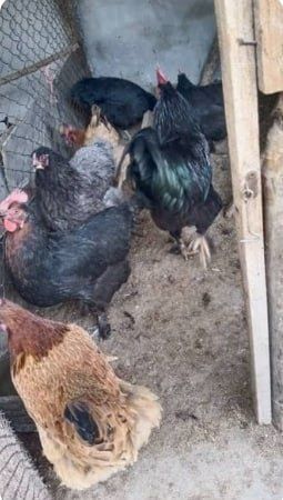 Хонаки товуклар сотилади