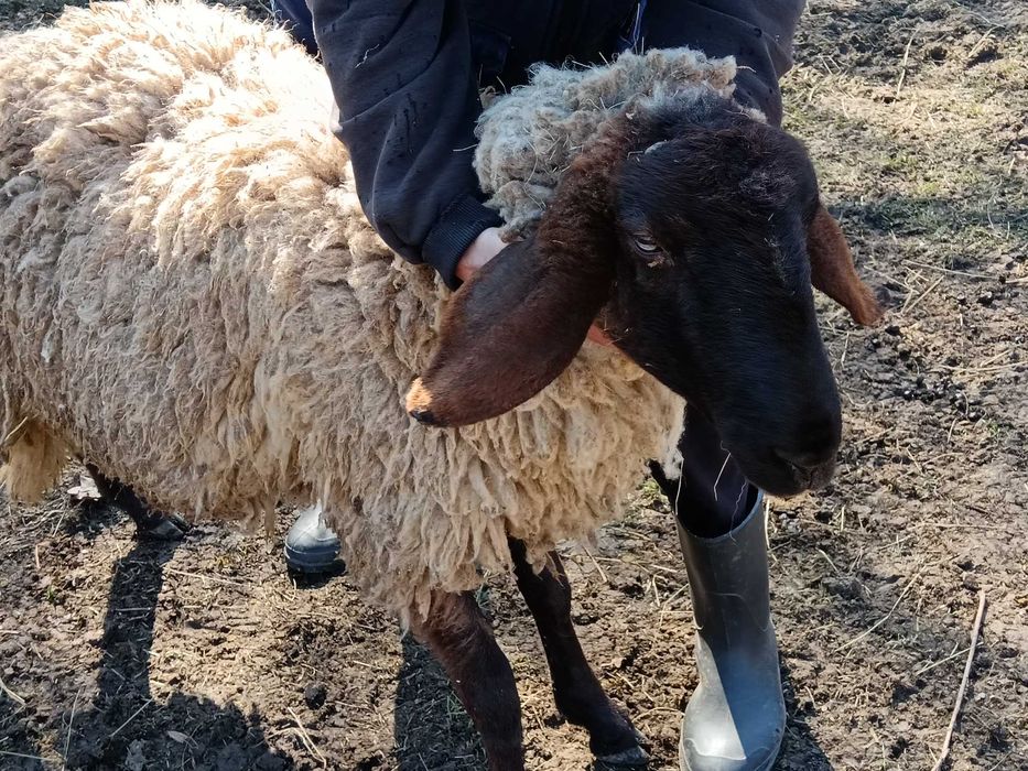 De vînzare berbecuț cărăbaș original.