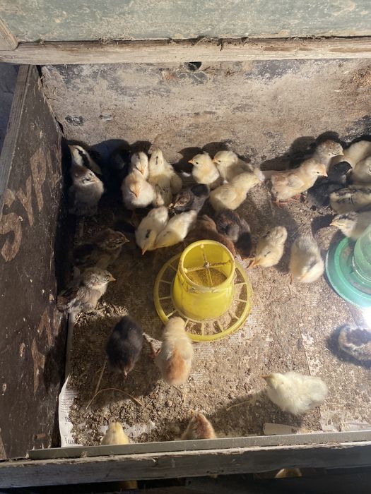 Цыпленок хороши парода