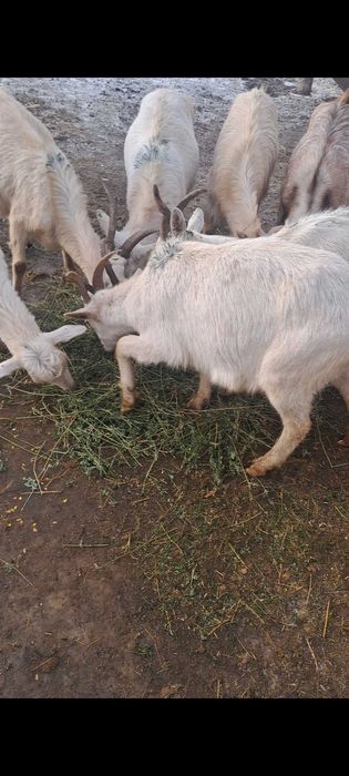 Capre gestante vand sau schimb am si capre sterpe de taiat