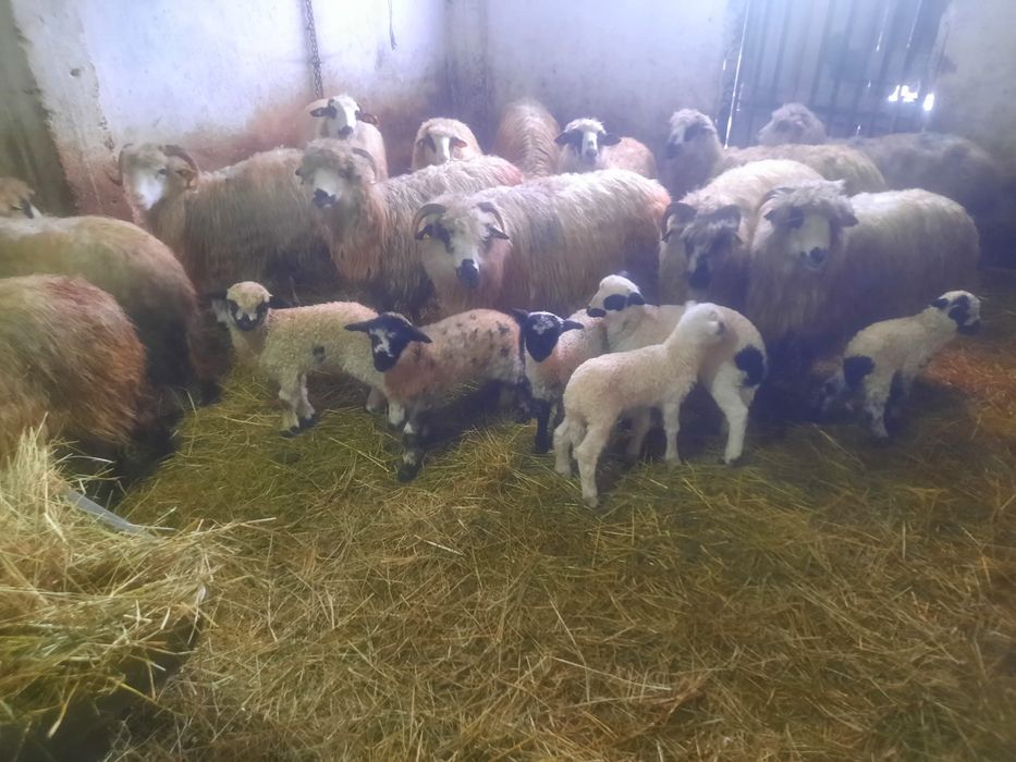 Vand oi cu miei Arges