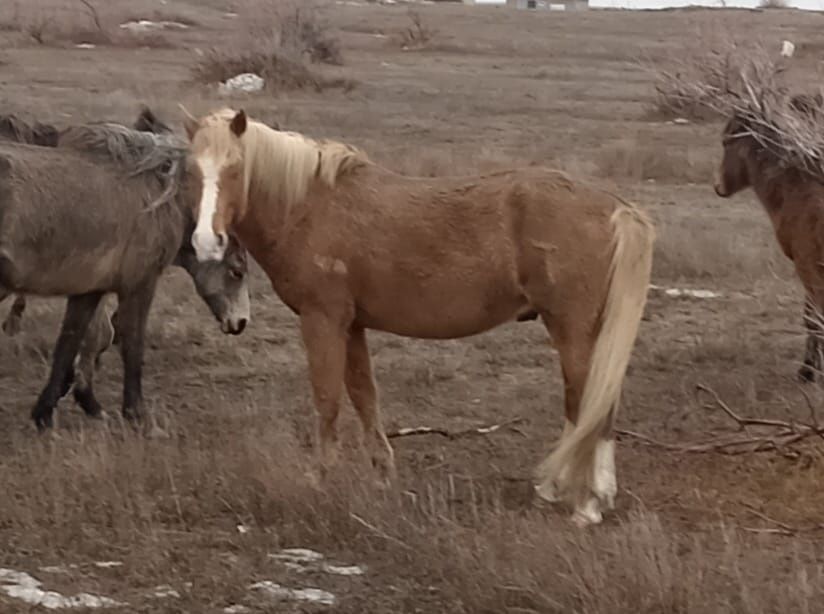 Айғырлар сатылады