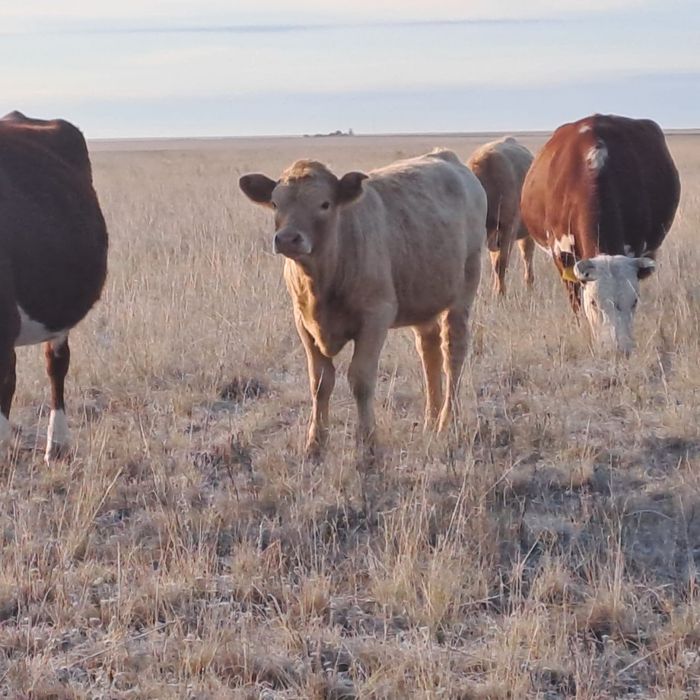 Продам подсосных телок