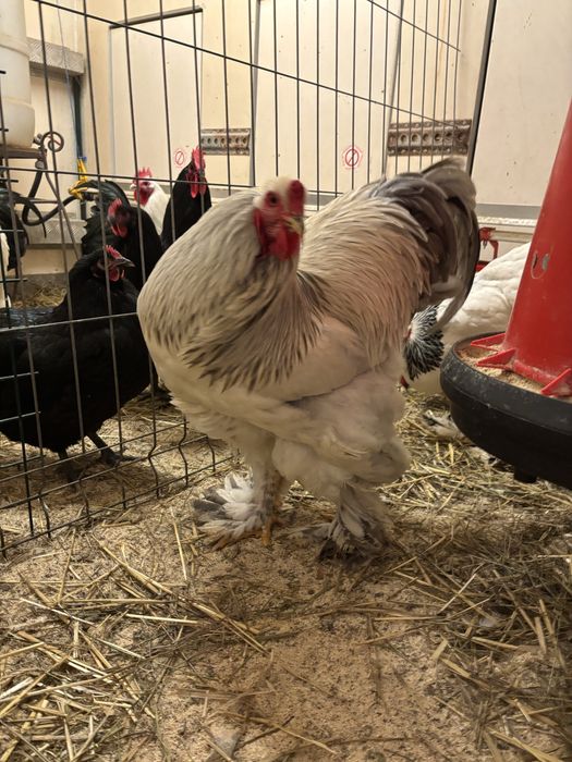 Cocos Brahma Herminat deschis Albastru