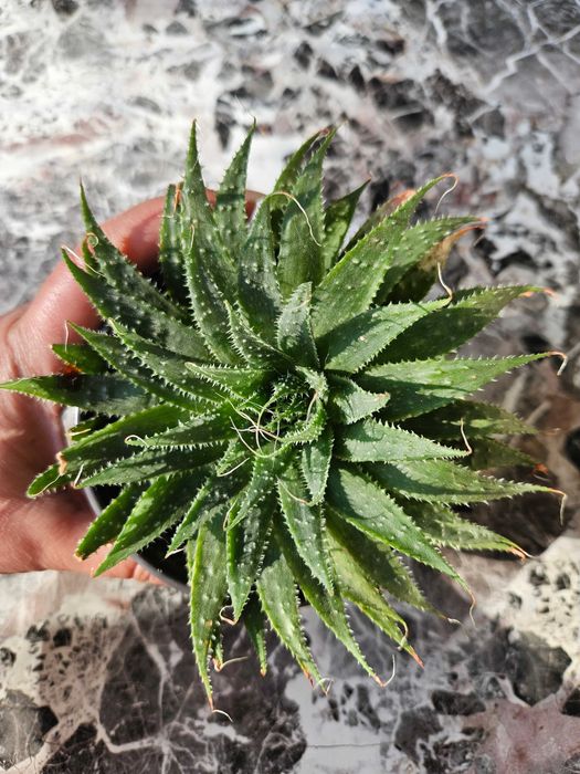 Алое Аристата / Aloe Aristata