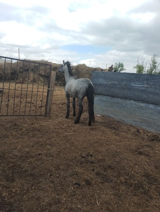 Тай сатылады 350000