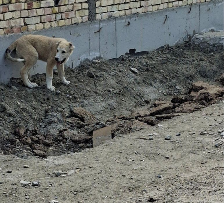 Alabay zoti 3(oylik)