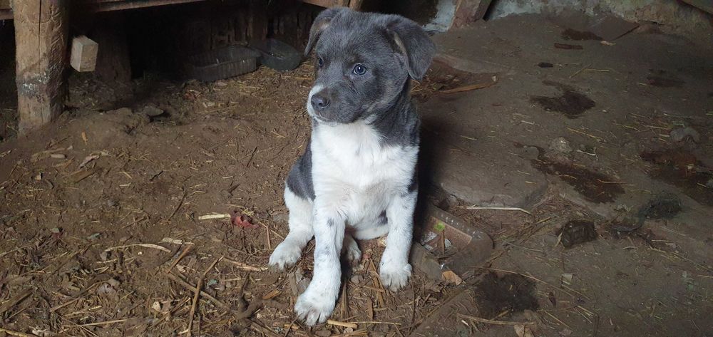 doi catei metis haiosi