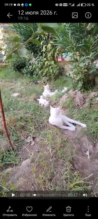 Zoti toza turetskiy angora