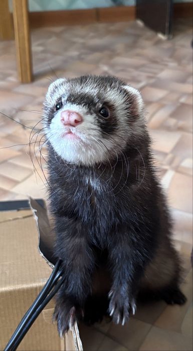 Хорек. Продам хорька, мальчик