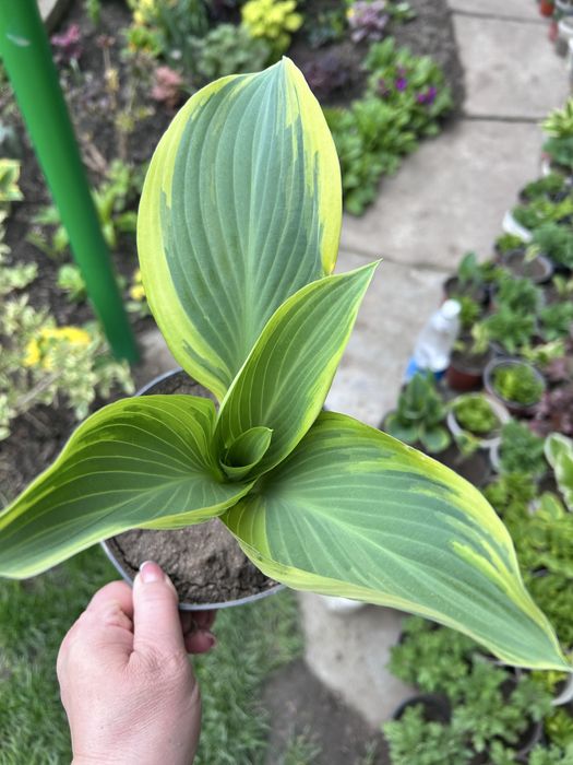 Хосты гейхеры в продаже