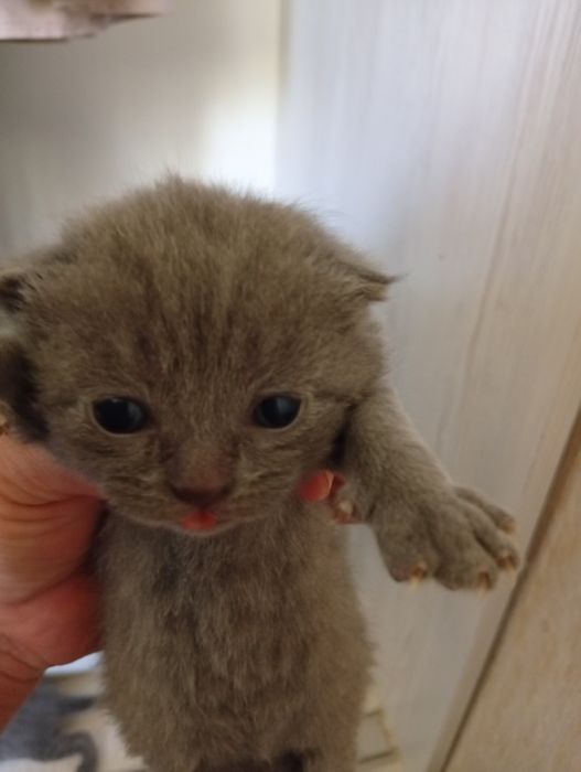 Продаются котята