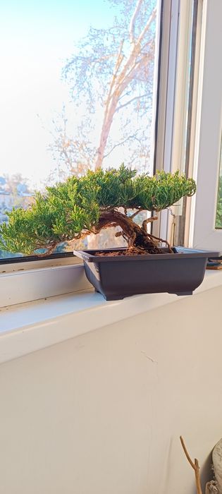 Живой Бонсай из можжевельника.