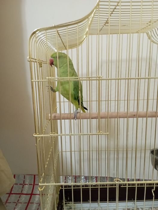 Ожереловый попугай сотилади