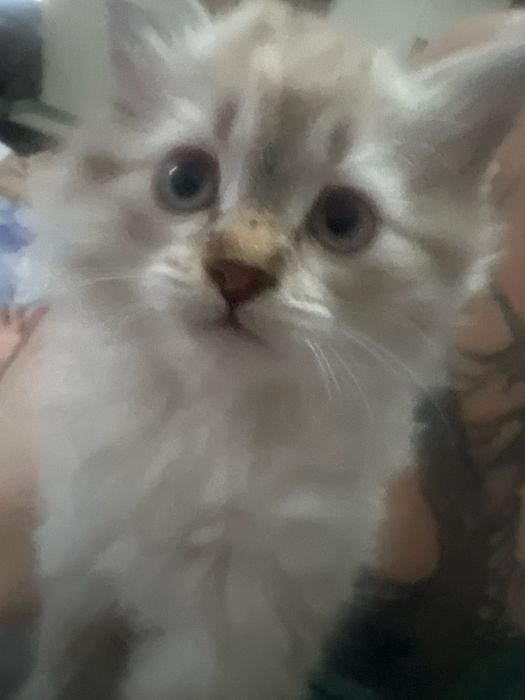 Продаю котенка девочка 7 недель.