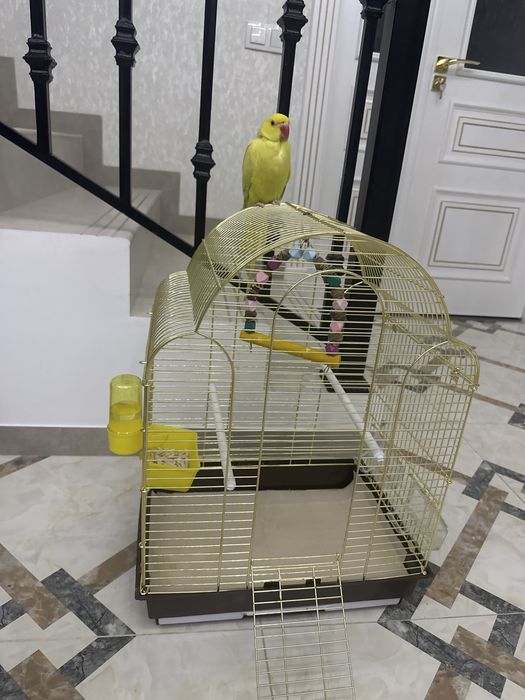 Ожереловый попугай, редкой расцветки