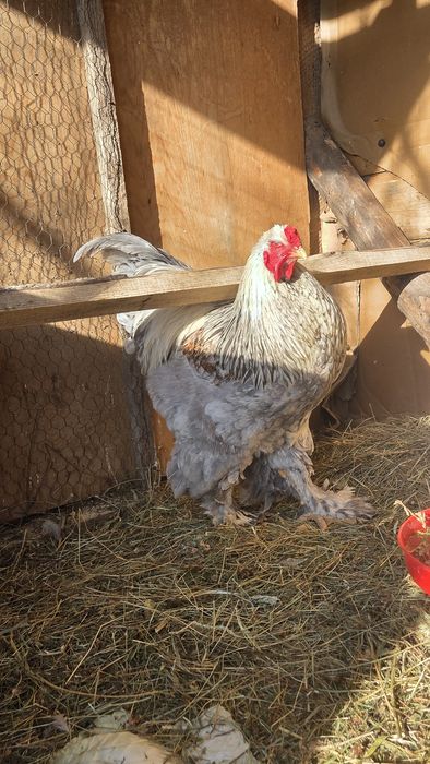 Brahma albastru 2025