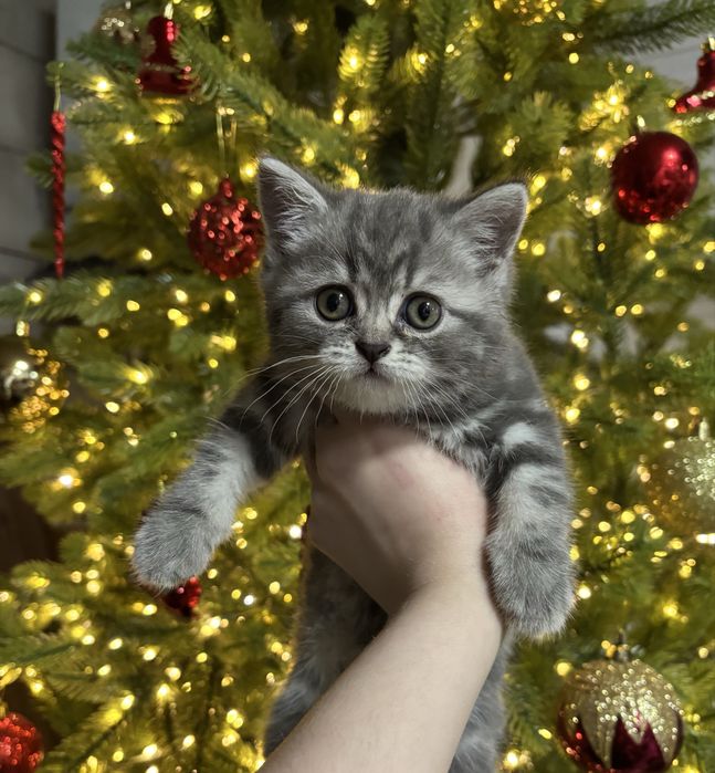 Британская девочка