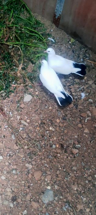 Голубей. Ооиптртригго