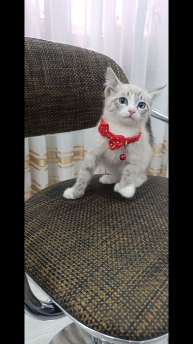 Тайская кошечка сиамская