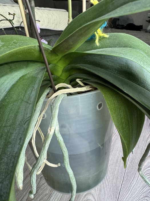 Продам орхидею .