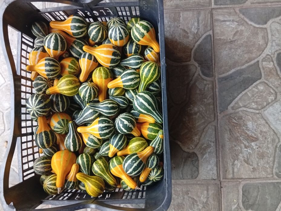 Декоративни кратунки