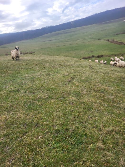 Vând oi pentru mai multe detalii în privat!