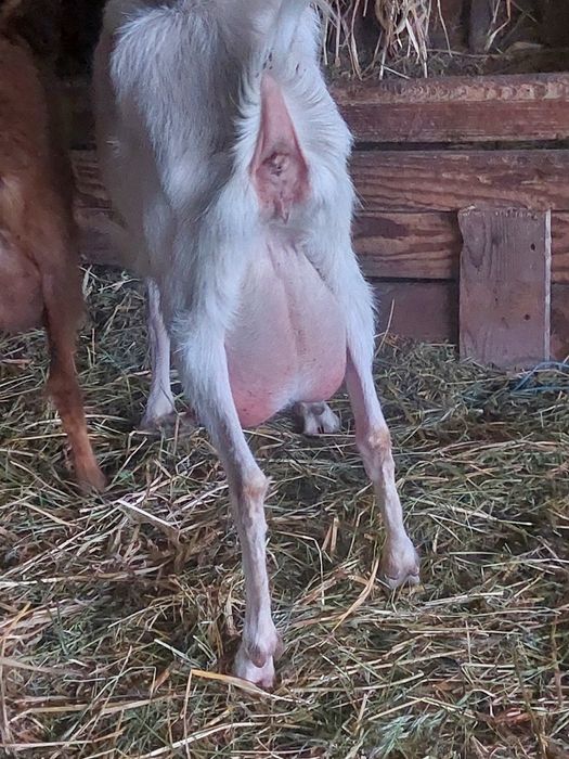 15 capre selectate de vanzare