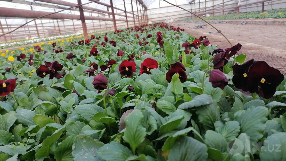 Perecheslena bor Gul flowers  veola  To'lov istalgan usulda viola