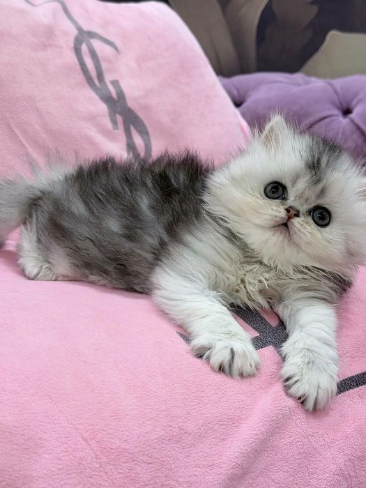 британская чистокровная серебристая шиншилла