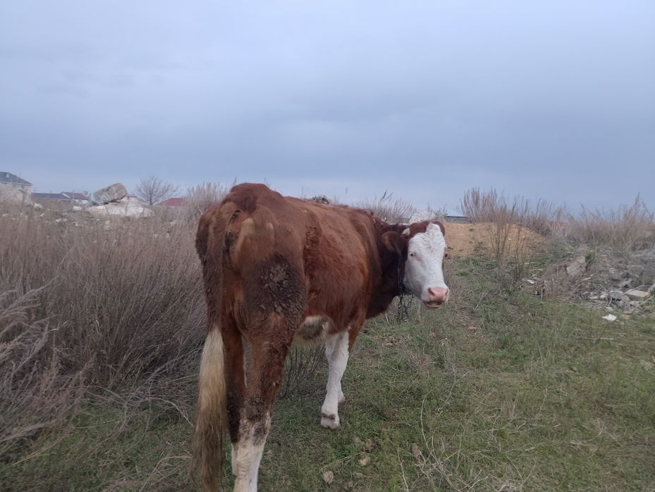 Симментал первотелка с теленком