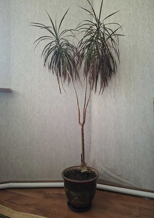 Продам домашние цветы, драцену