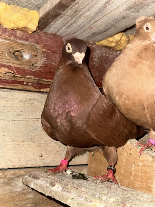 Vand Porumbei Jucatori