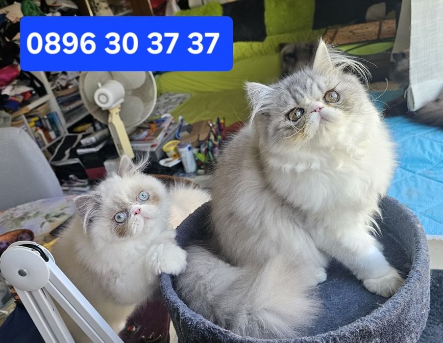Персийски котенца