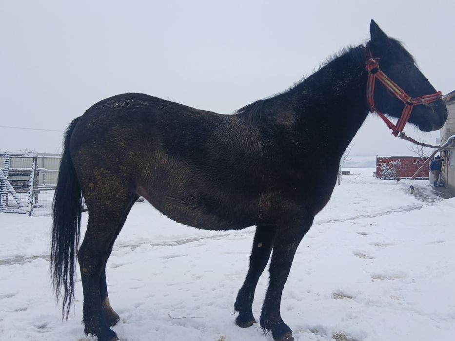 Vând manză de 3 ani,culoare neagră, gestantă