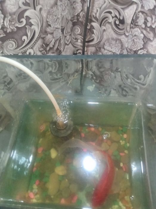 Отдам даром аквариум с рыбками