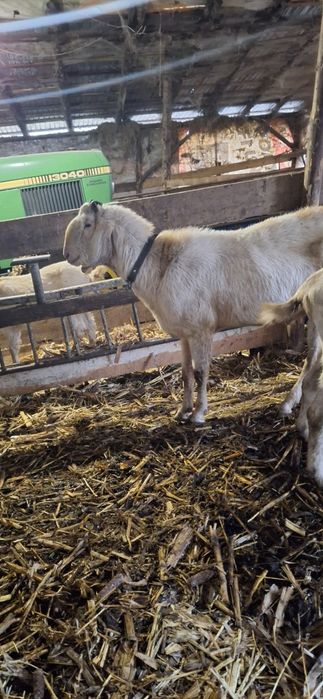 Vând tapi anglonubian