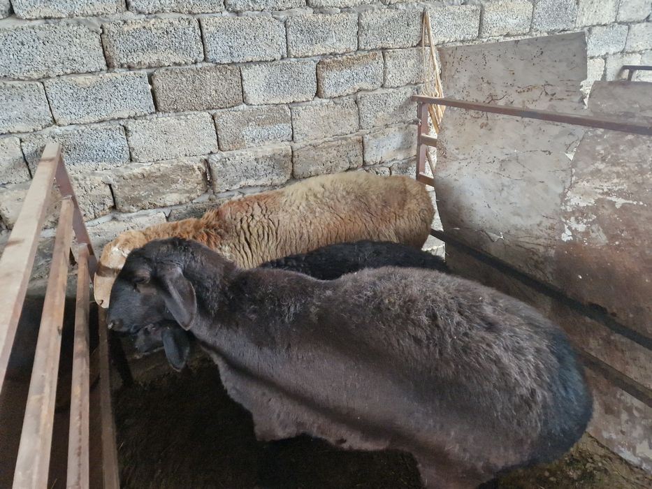 солу ва кучкор сотилади