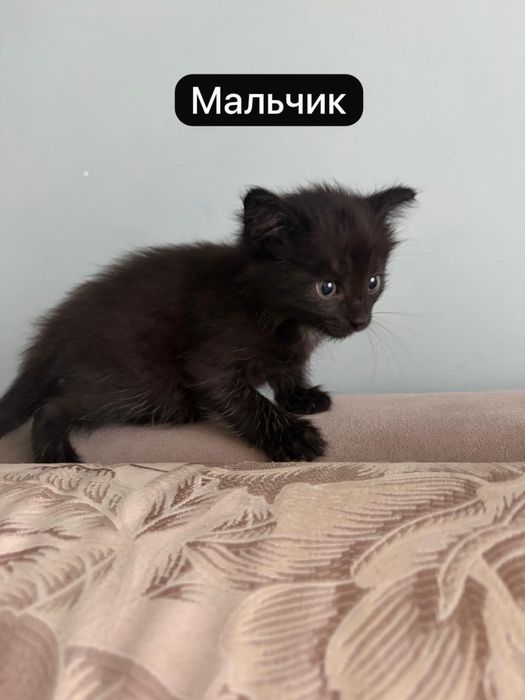 Отдам котят в хорошие руки!